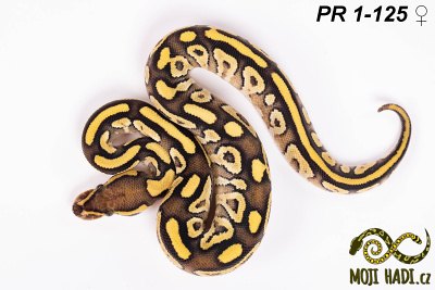 hadi na prodej, mládě, český chov hadů, odchov hadů, mojihadi.cz, Python regius, ballpython, krajta královská, Pastel, poss het Orange Ghost